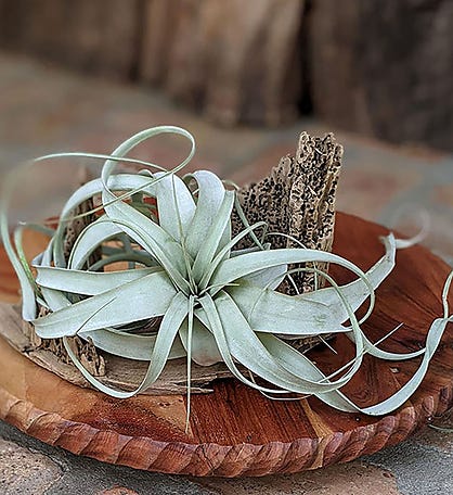 Extra Large Air Plant With Handcrafted Driftwood Display | Housewarming Gift